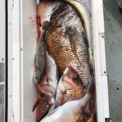 フィッシング キッタカ 釣果