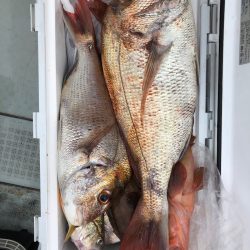 フィッシング キッタカ 釣果