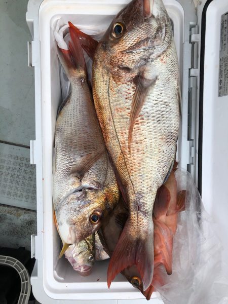 フィッシング キッタカ 釣果