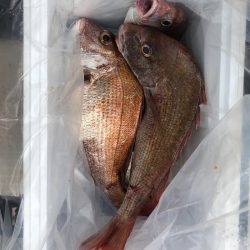 フィッシング キッタカ 釣果