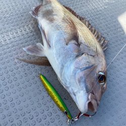 遊漁船ブルーウッズ 釣果