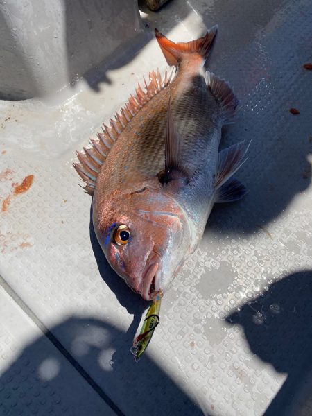 遊漁船ブルーウッズ 釣果