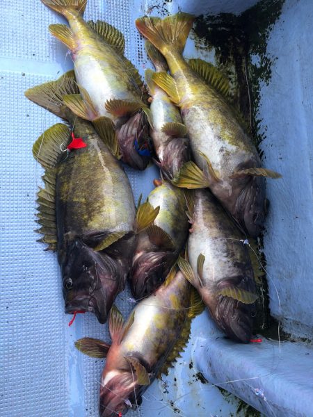 第二 つれたか丸 釣果