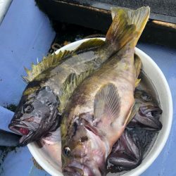 第二 つれたか丸 釣果