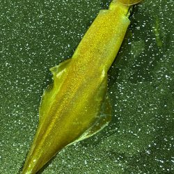 あみや渡船 JIGBOY 釣果