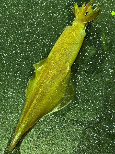 あみや渡船 JIGBOY 釣果