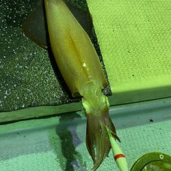 あみや渡船 JIGBOY 釣果