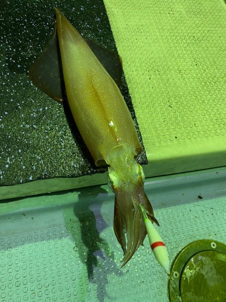 あみや渡船 JIGBOY 釣果