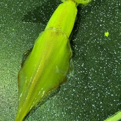 あみや渡船 JIGBOY 釣果