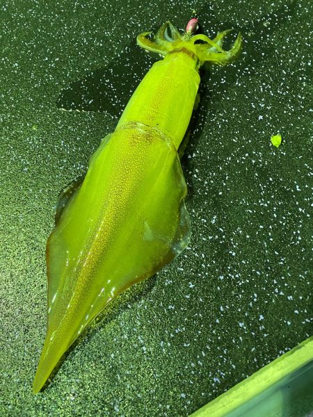 あみや渡船 JIGBOY 釣果