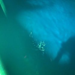 あみや渡船 JIGBOY 釣果