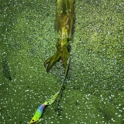 あみや渡船 JIGBOY 釣果