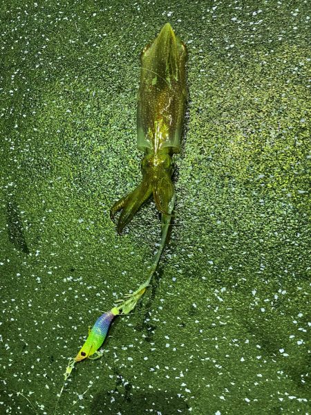 あみや渡船 JIGBOY 釣果