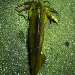 あみや渡船 JIGBOY 釣果