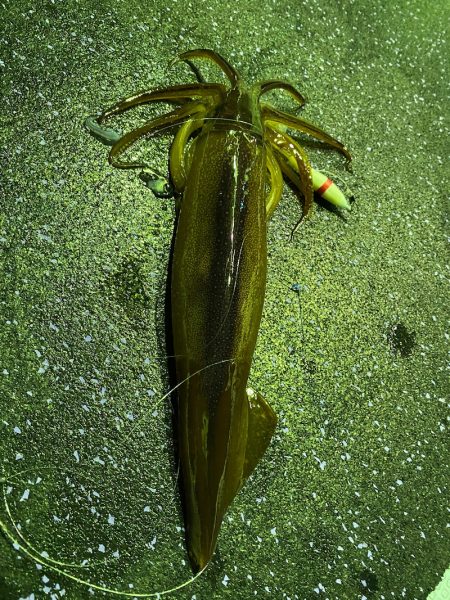 あみや渡船 JIGBOY 釣果