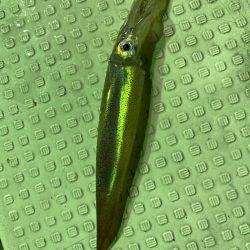 あみや渡船 JIGBOY 釣果