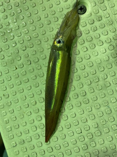 あみや渡船 JIGBOY 釣果