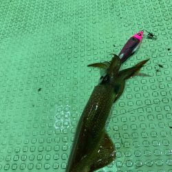 あみや渡船 JIGBOY 釣果