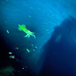 あみや渡船 JIGBOY 釣果