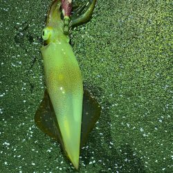 あみや渡船 JIGBOY 釣果