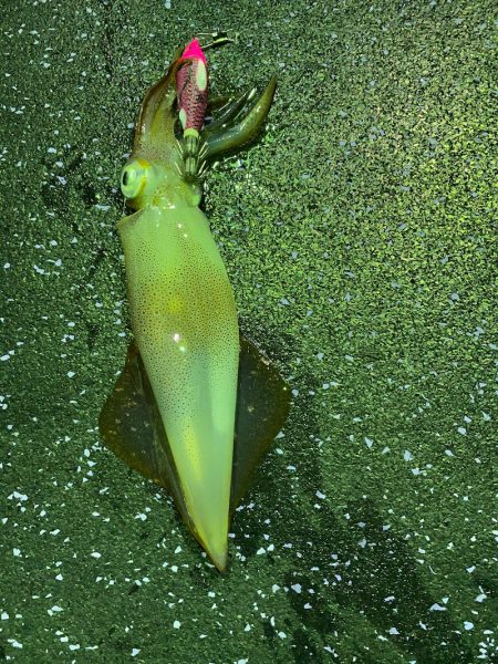 あみや渡船 JIGBOY 釣果