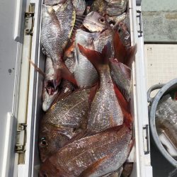 フィッシング　キッタカ 釣果