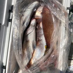 フィッシング　キッタカ 釣果