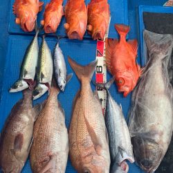 釣鯛洋 釣果