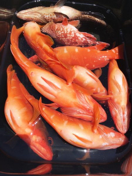 渡船屋たにぐち 釣果