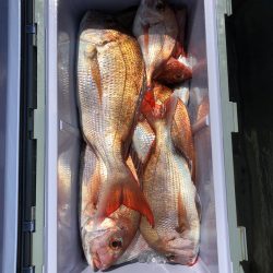 フィッシング キッタカ 釣果