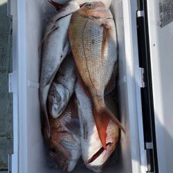 フィッシング キッタカ 釣果