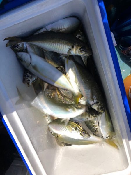 ヤザワ渡船 釣果