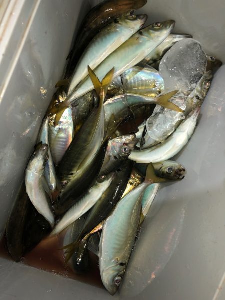 ヤザワ渡船 釣果