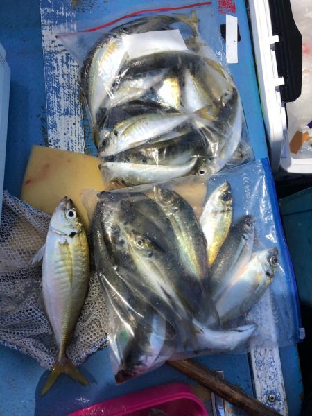 ヤザワ渡船 釣果