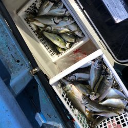 ヤザワ渡船 釣果