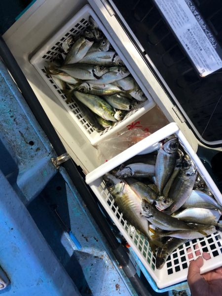 ヤザワ渡船 釣果