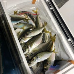 ヤザワ渡船 釣果