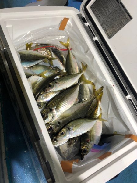 ヤザワ渡船 釣果