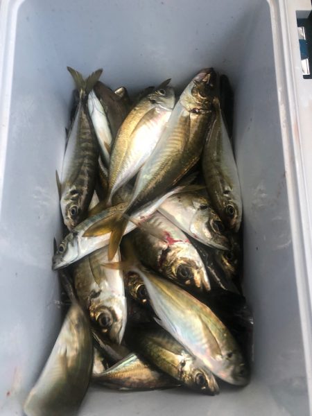 ヤザワ渡船 釣果