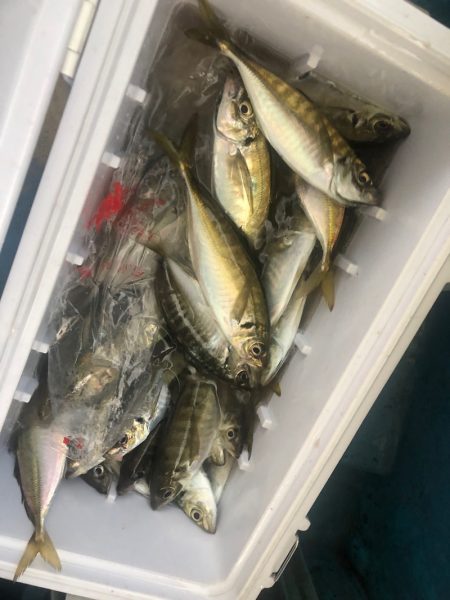 ヤザワ渡船 釣果