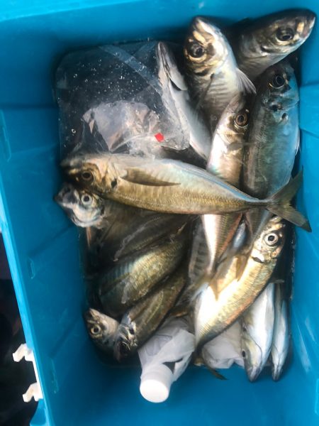 ヤザワ渡船 釣果