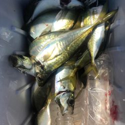 ヤザワ渡船 釣果