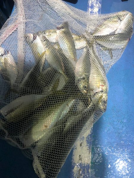 ヤザワ渡船 釣果