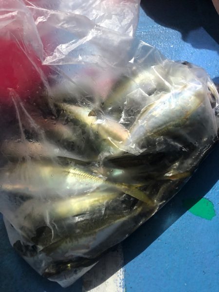 ヤザワ渡船 釣果