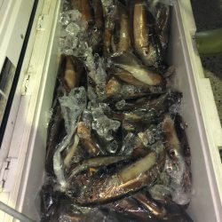 第二八坂丸 釣果