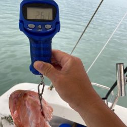 末広丸(熊本) 釣果