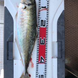 フィッシング キッタカ 釣果