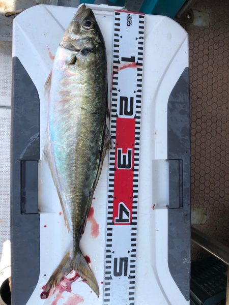 フィッシング　キッタカ 釣果