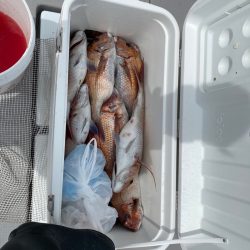 遊漁船ブルーウッズ 釣果