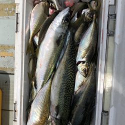 フィッシング キッタカ 釣果